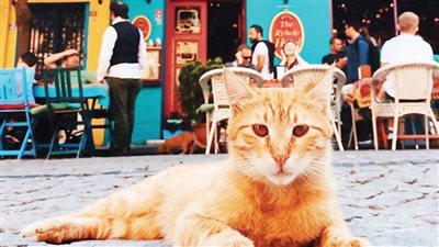 الكبير الداديسي يكتب: قطقطة الإنسان.. قراءة فى رواية «قطط إسطنبول» لزياد حمامى