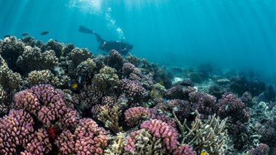 محمد كمال هاشم  يكتب: أنا.. والبحر.. والقوقعة