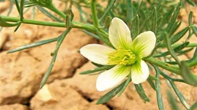 سعيد رفيع يكتب: الحرجل