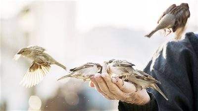 فاطمة ناعوت تكتب: العصافير