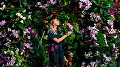 هوس فيكتورى.. البحث عن ملكة الأوركيد